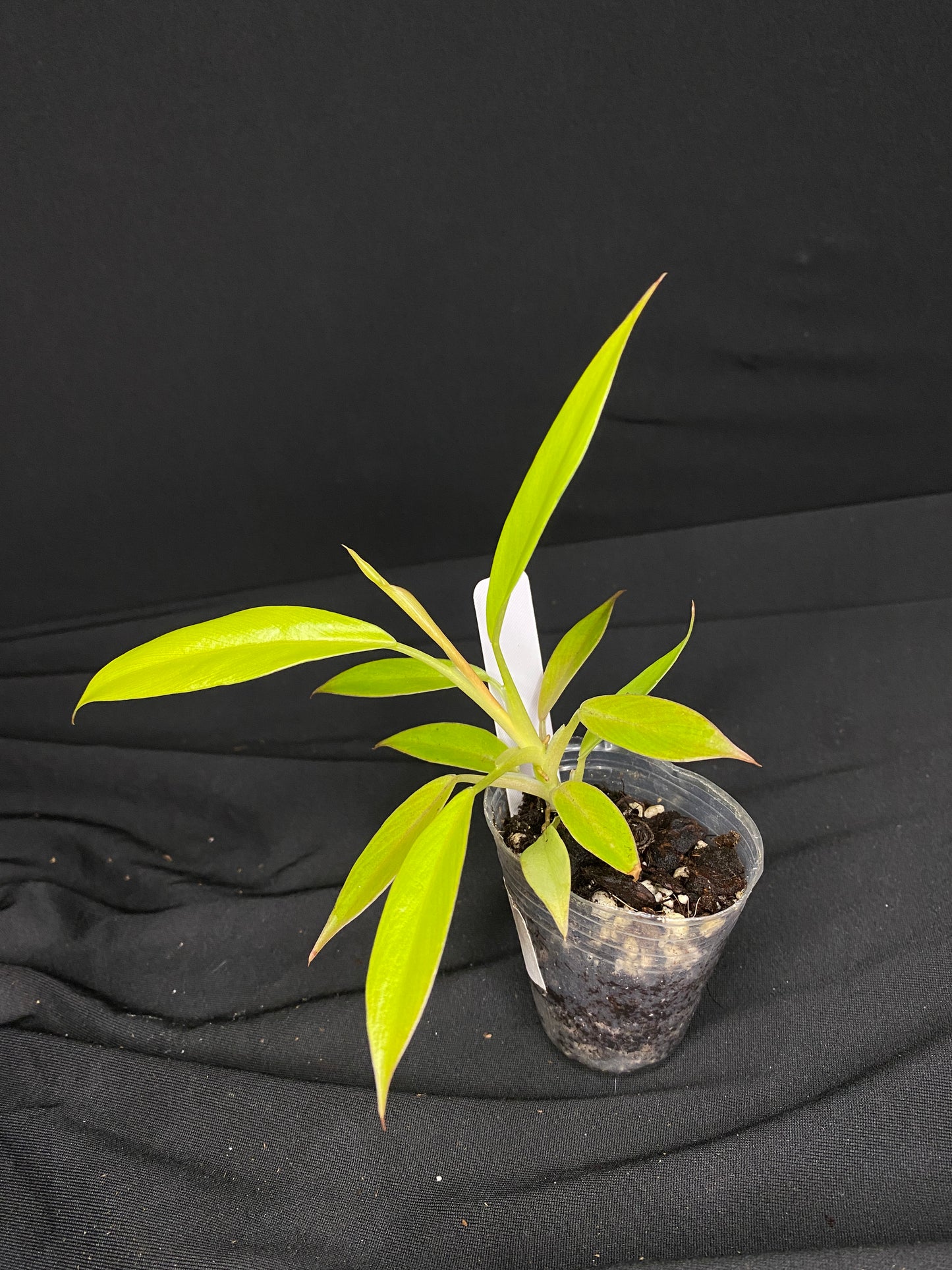 2” Philodendron ‘Gold Ring of Fire’