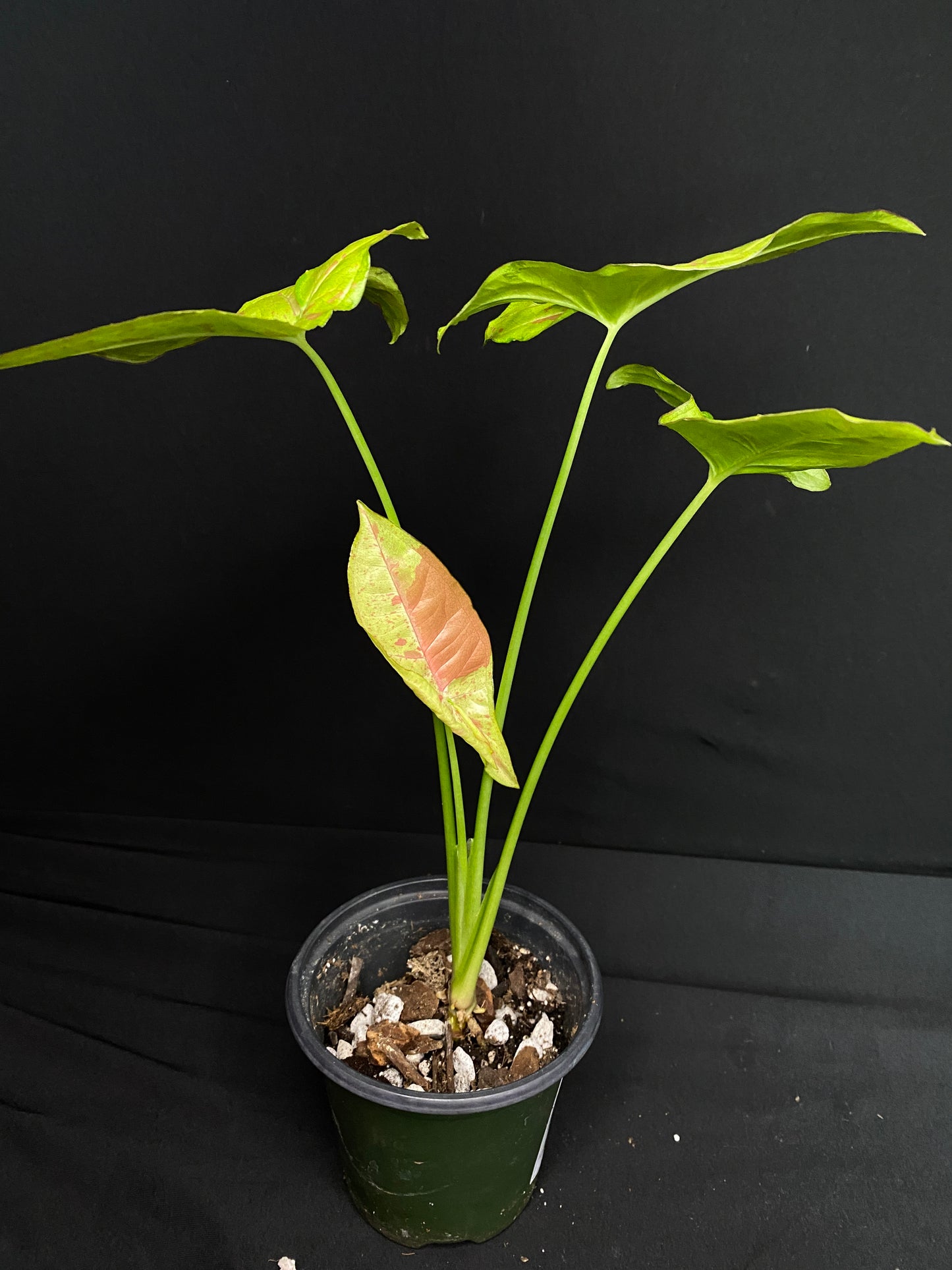 4.5” ‘Syngonium ‘Confetti’