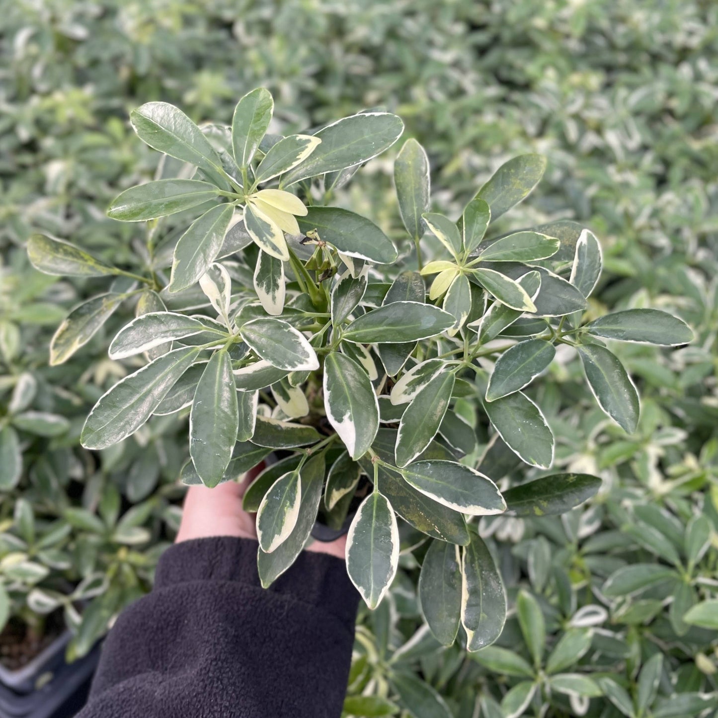 Variegated Schefflera Arboricola - 3" Pot