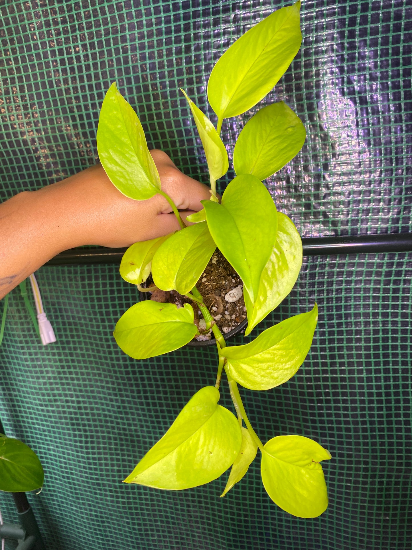 4” Neon Pothos