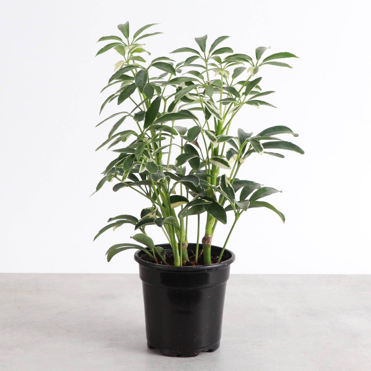 Variegated Schefflera Arboricola - 3" Pot