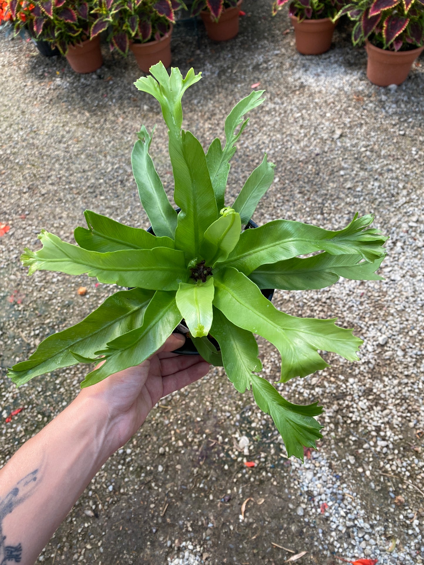 6” Bird’s Nest Fern