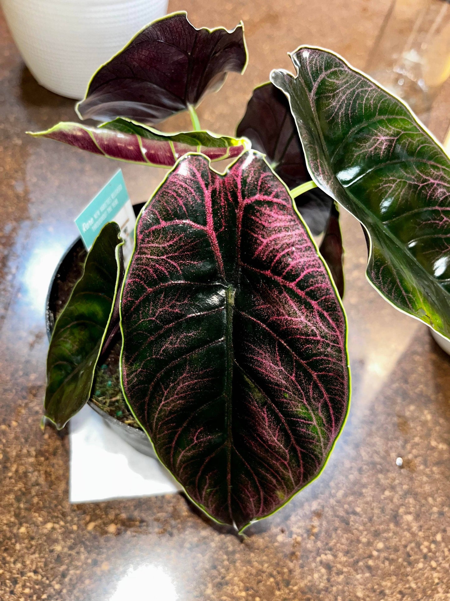 3-4” Alocasia Azlanii