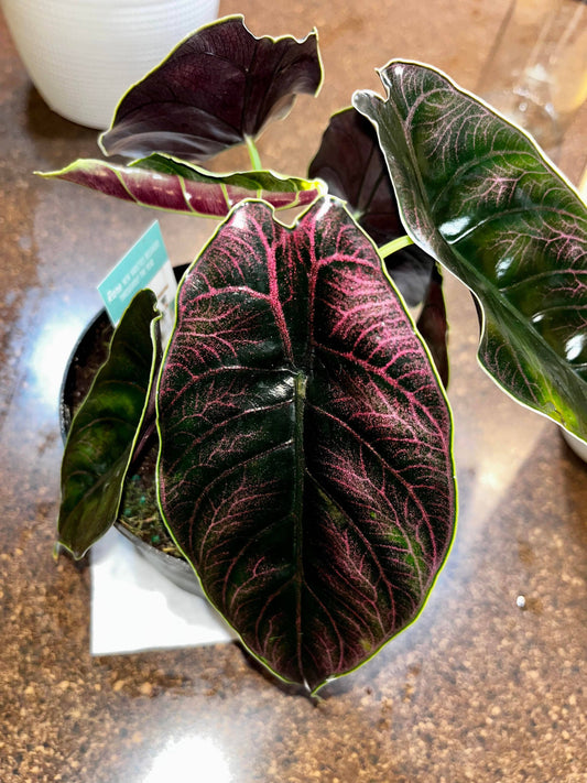 3-4” Alocasia Azlanii