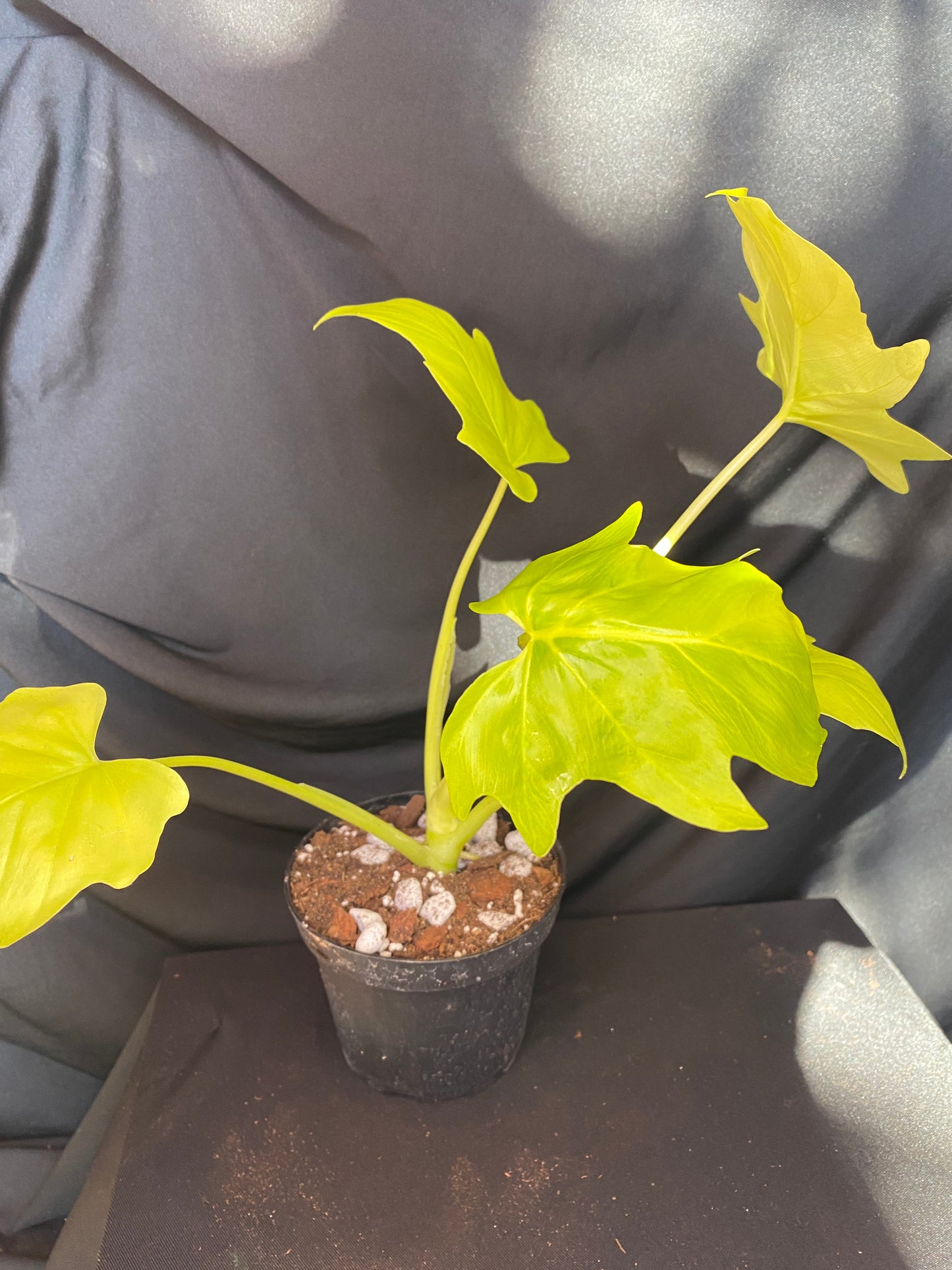 Philodendron ‘Warscewiczii Aurea Flavum’ 4”