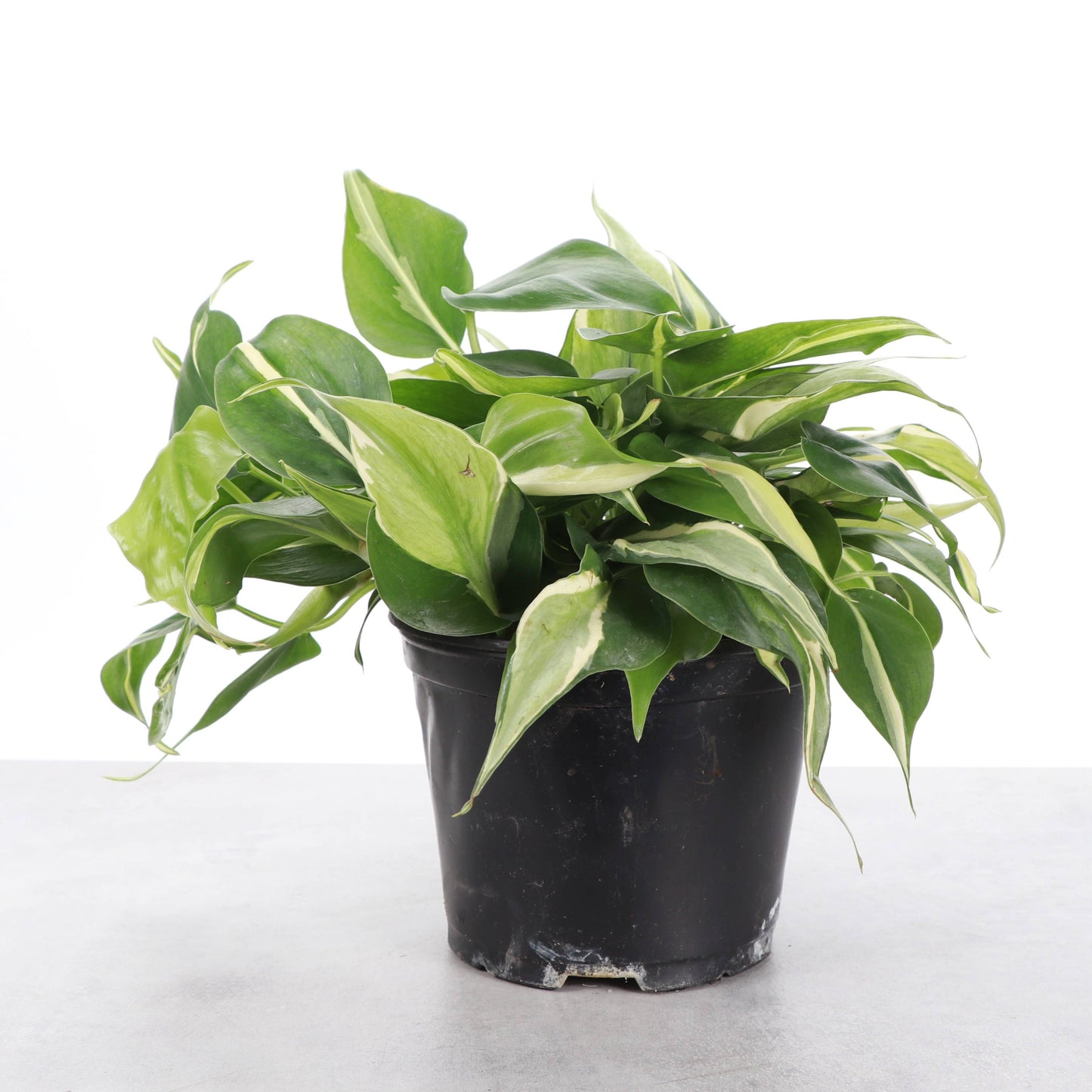 4” Silver Stripe Philodendron