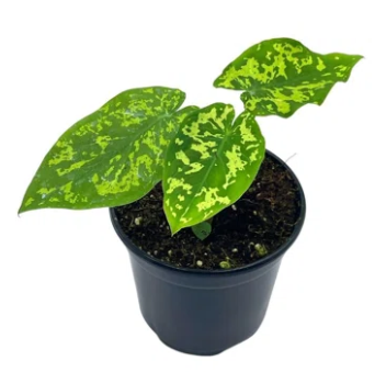 3-4” Caladium Hilo Beauty