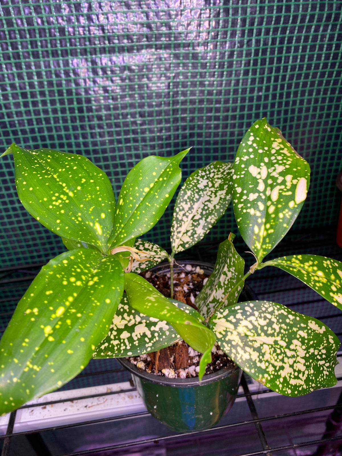 4” Gold Dust Dracaena