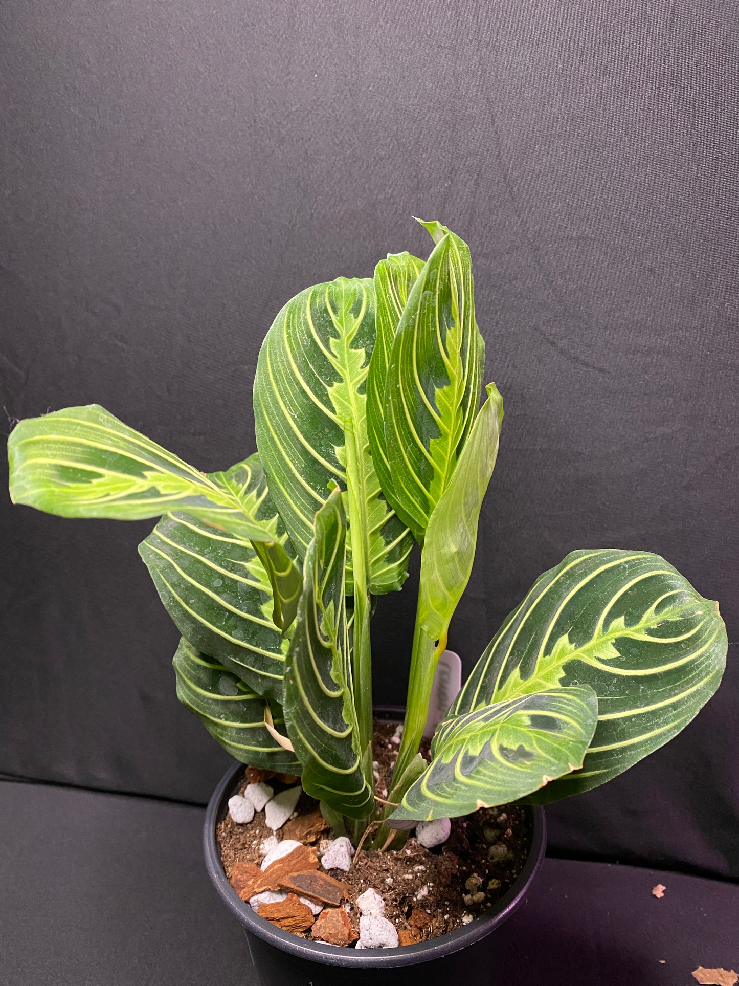 4” Lemon Lime Prayer Plant