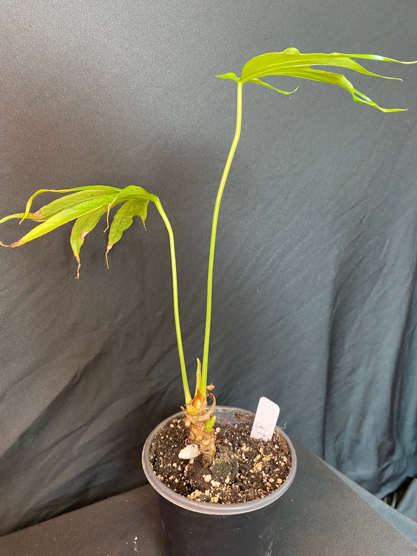 Anthurium ‘Fingers’ (Pedato ‘radiatum’)