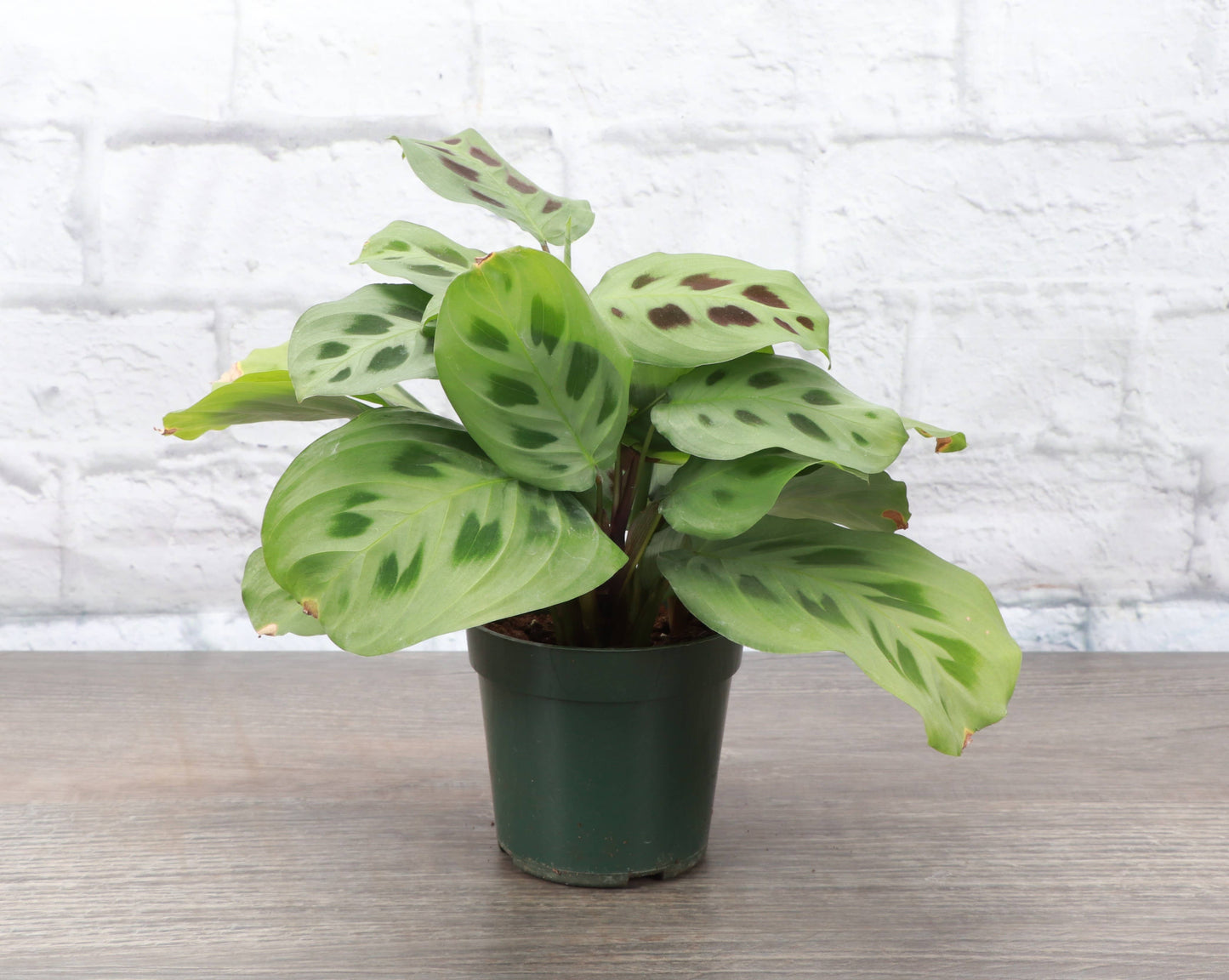 3-4” Green Prayer Plant