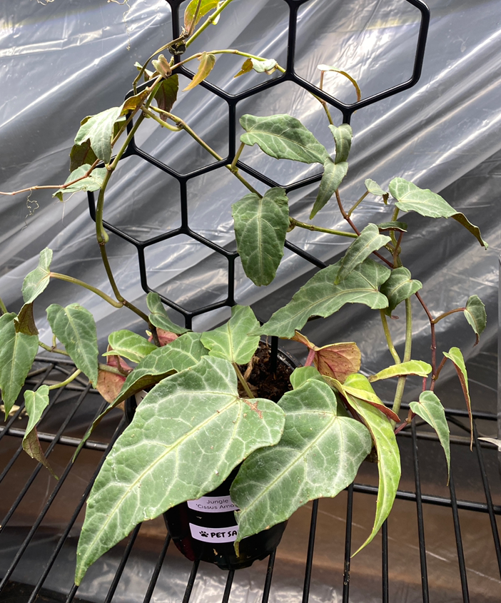 4" Jungle Vine - Cissus Amazonica