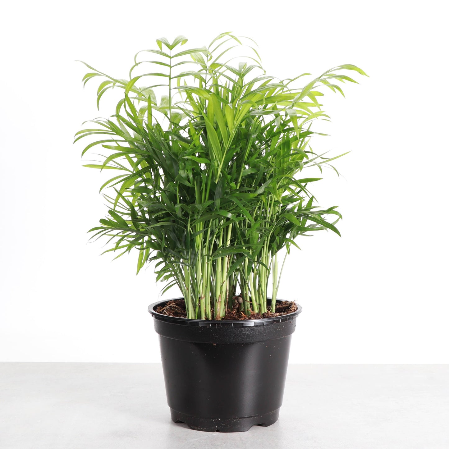 4” Neanthe Bella Palm, Parlor Palm
