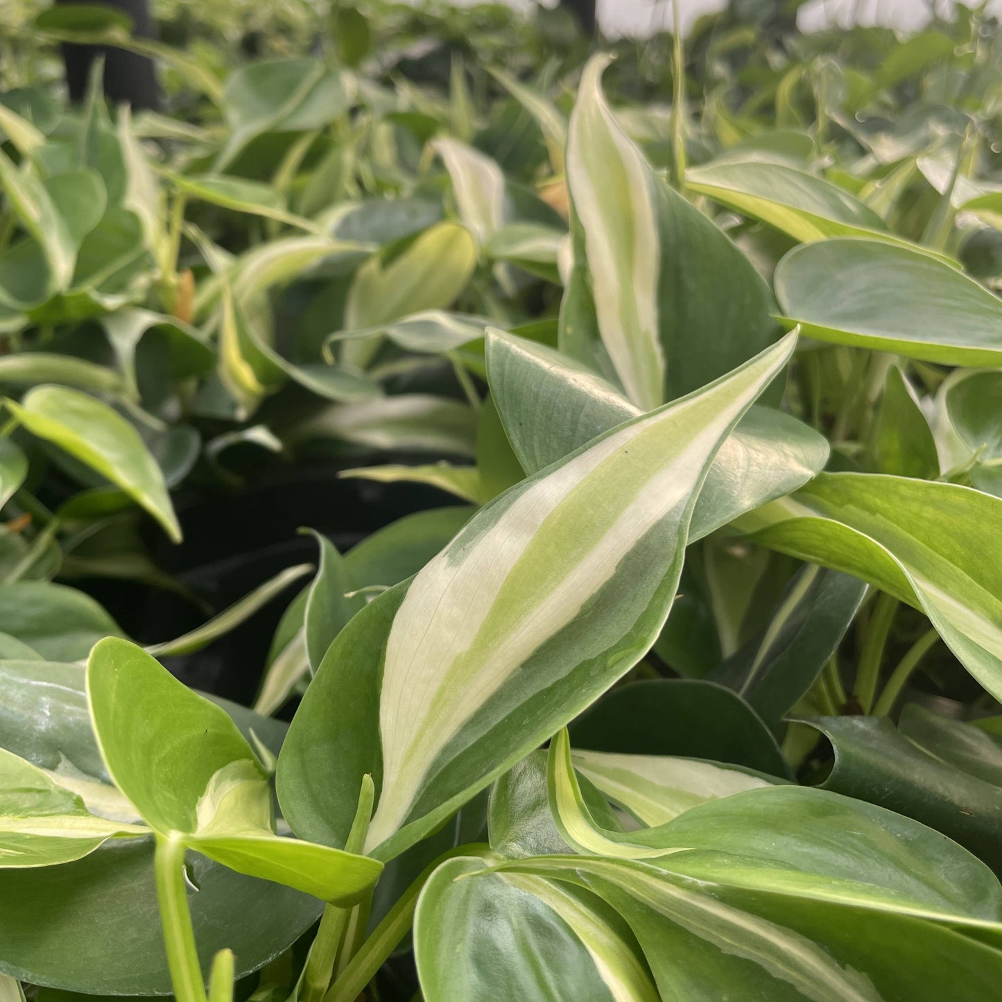 4” Silver Stripe Philodendron