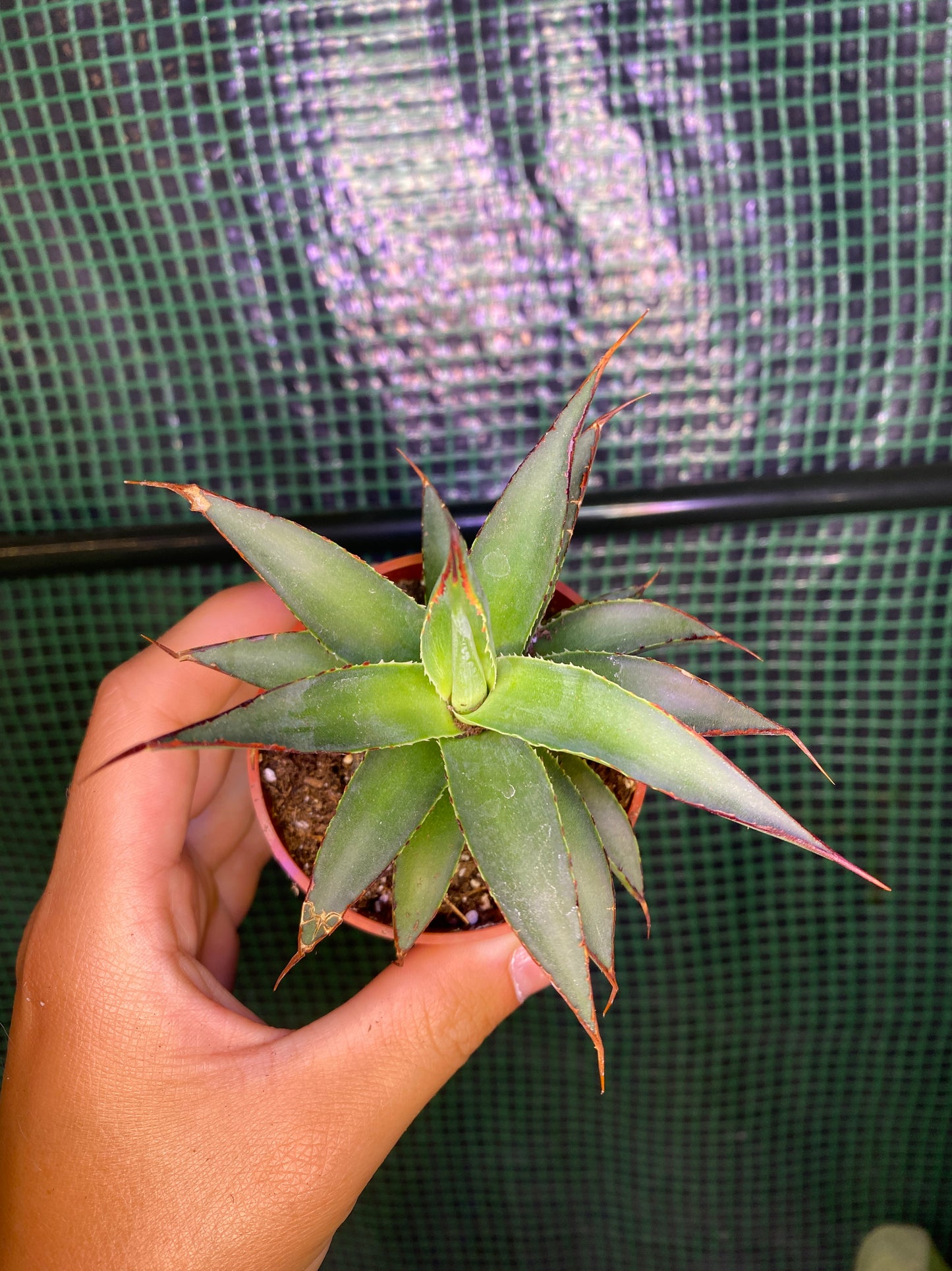 3” Agave ‘Blue Glow’