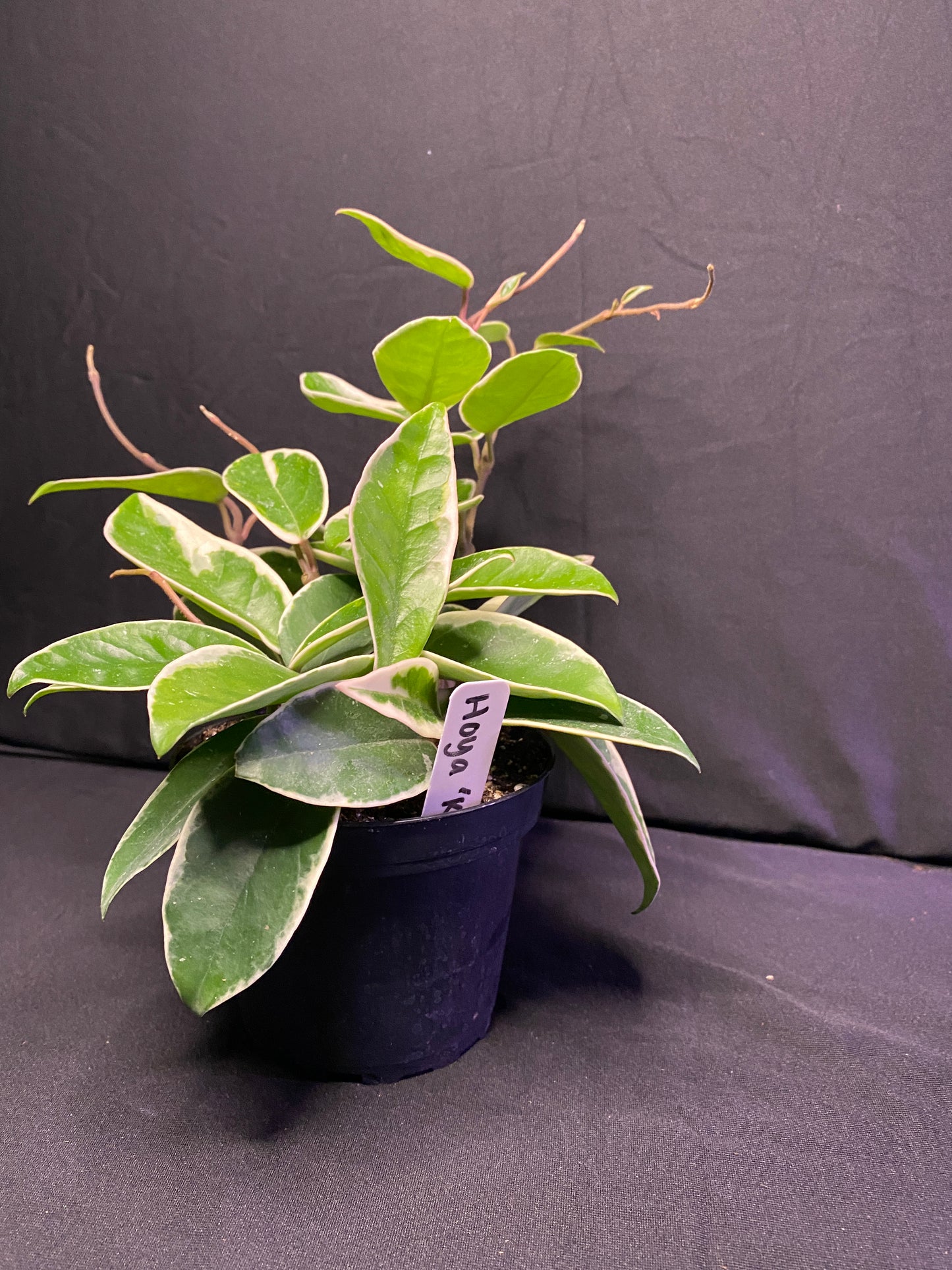 4” Hoya ‘Krimson Queen’