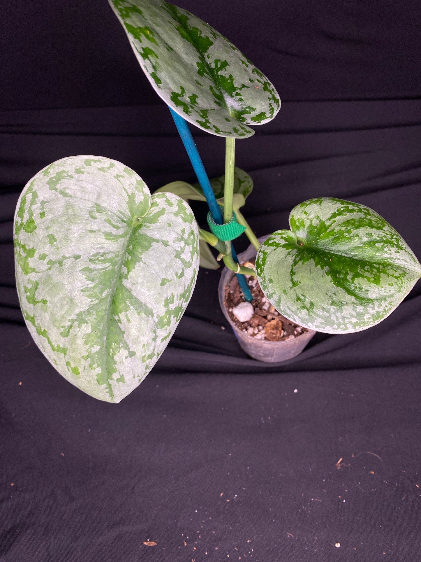 3” Scindapsus ‘Silver Satin’