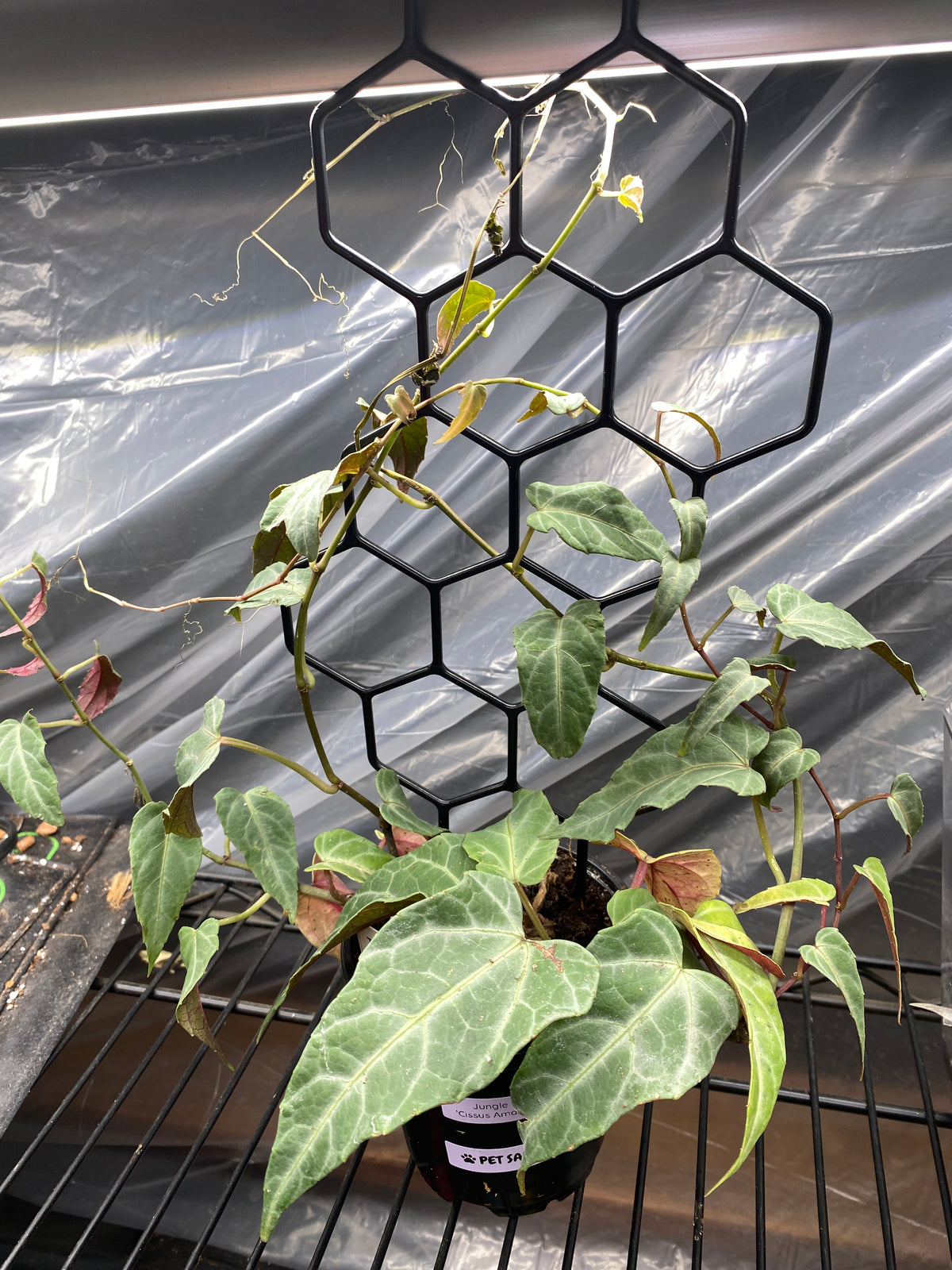 4" Jungle Vine - Cissus Amazonica
