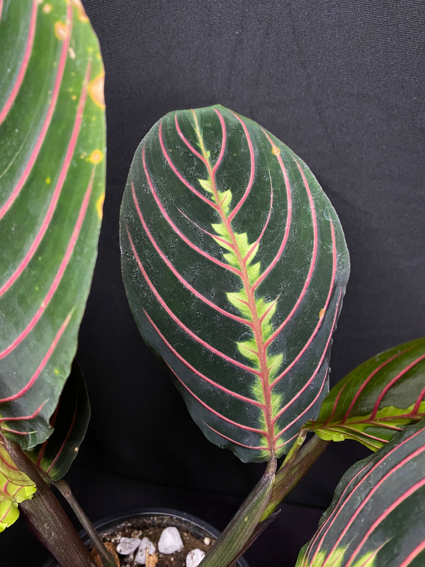 4” Red Prayer Plant