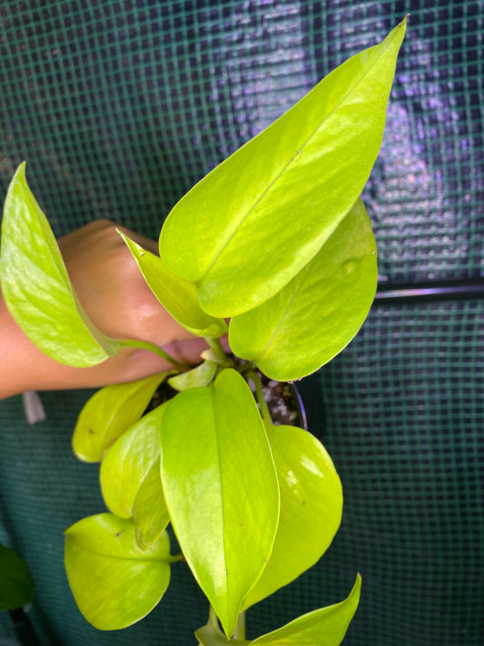 4” Neon Pothos