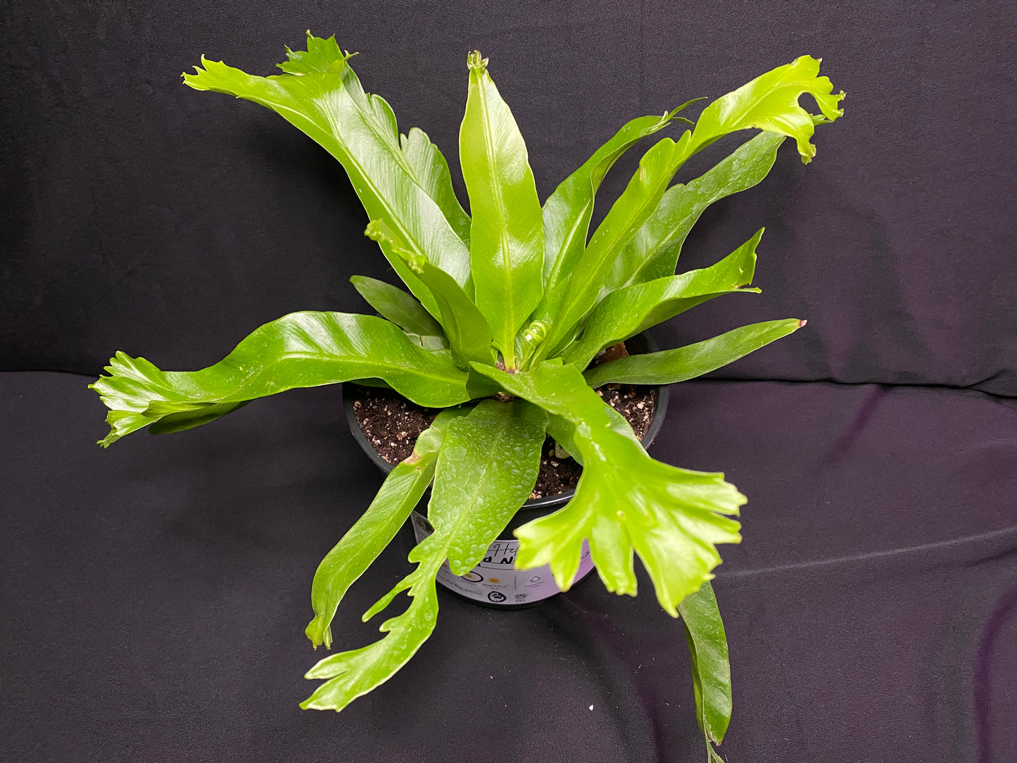 6” Bird’s Nest Fern