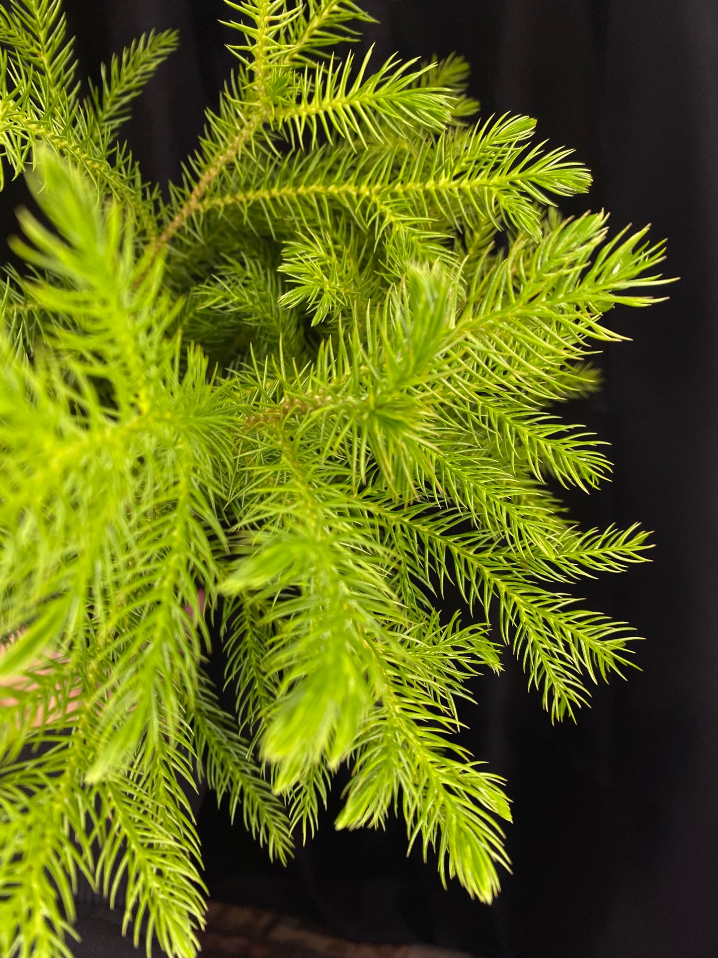 Norfolk Island Pine 4”