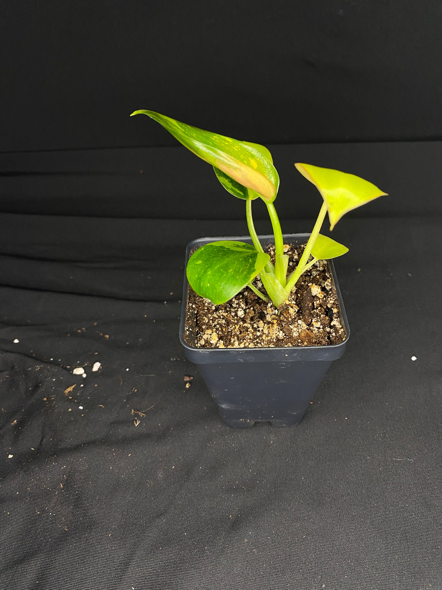3” Philodendron Green Congo Nuclear