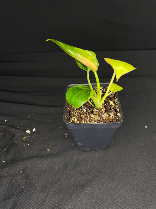 3” Philodendron Green Congo Nuclear