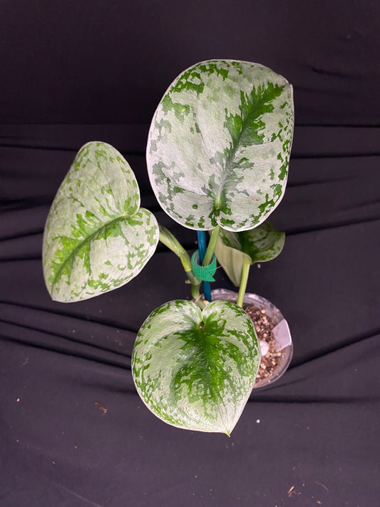 3” Scindapsus ‘Silver Satin’