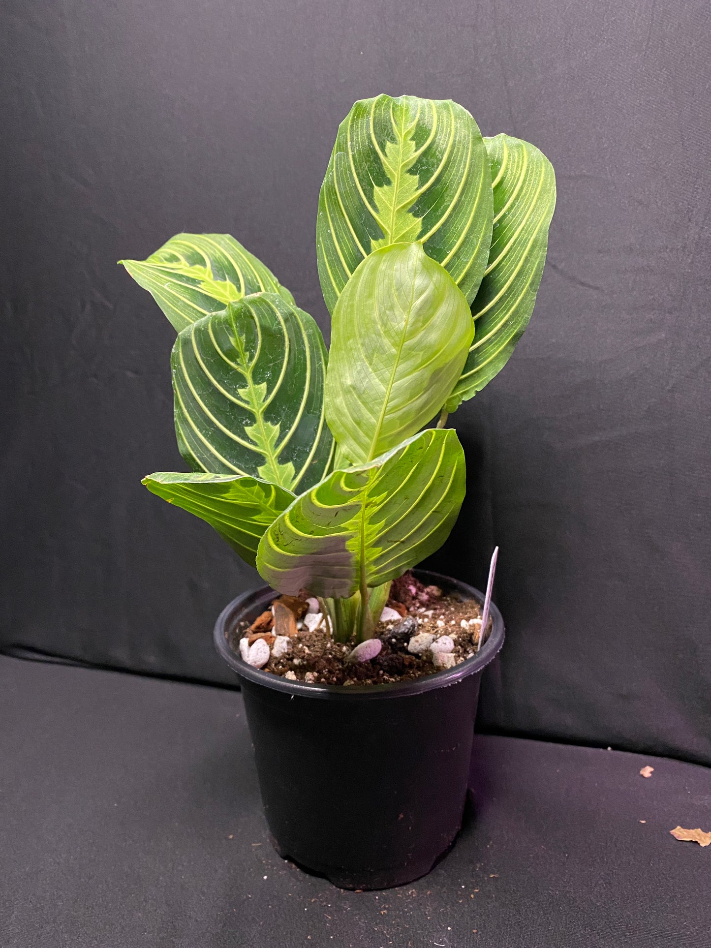 4” Lemon Lime Prayer Plant