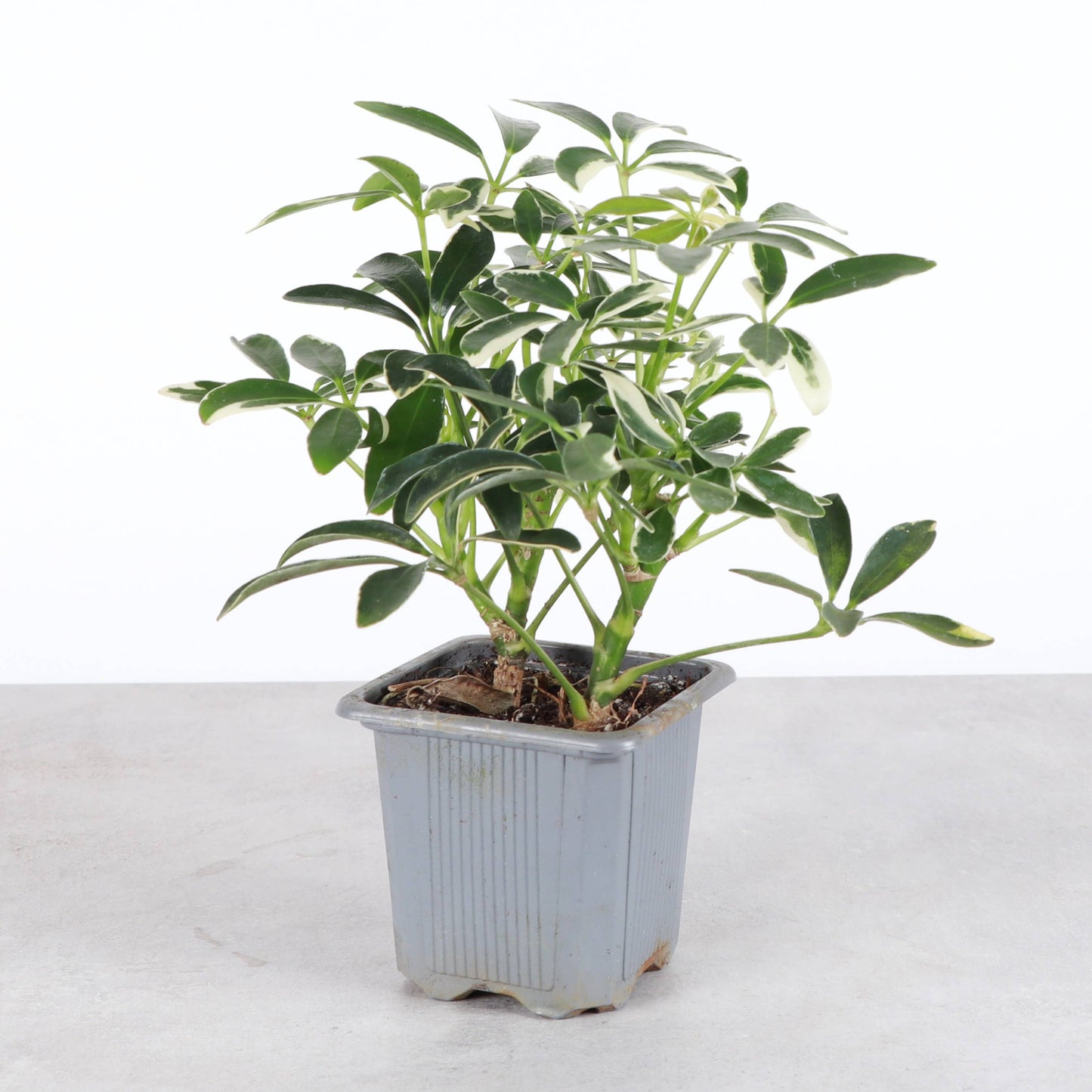 Variegated Schefflera Arboricola - 3" Pot