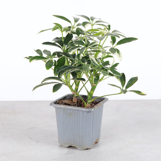 Variegated Schefflera Arboricola - 3" Pot