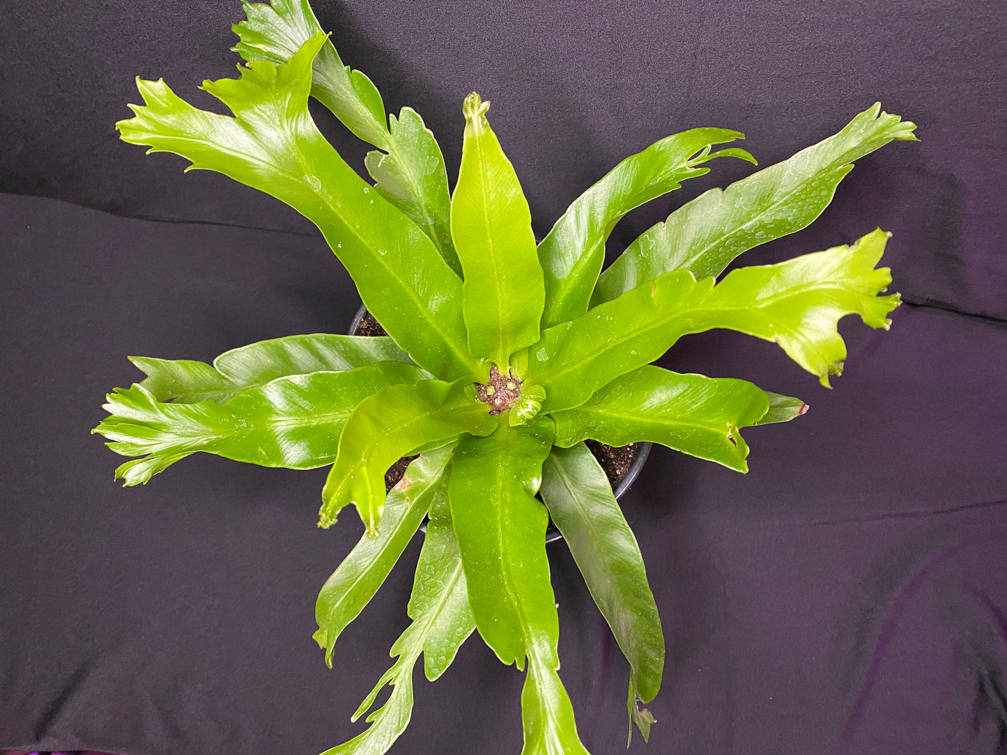 6” Bird’s Nest Fern
