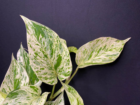 4” ‘Marble Queen’ Pothos
