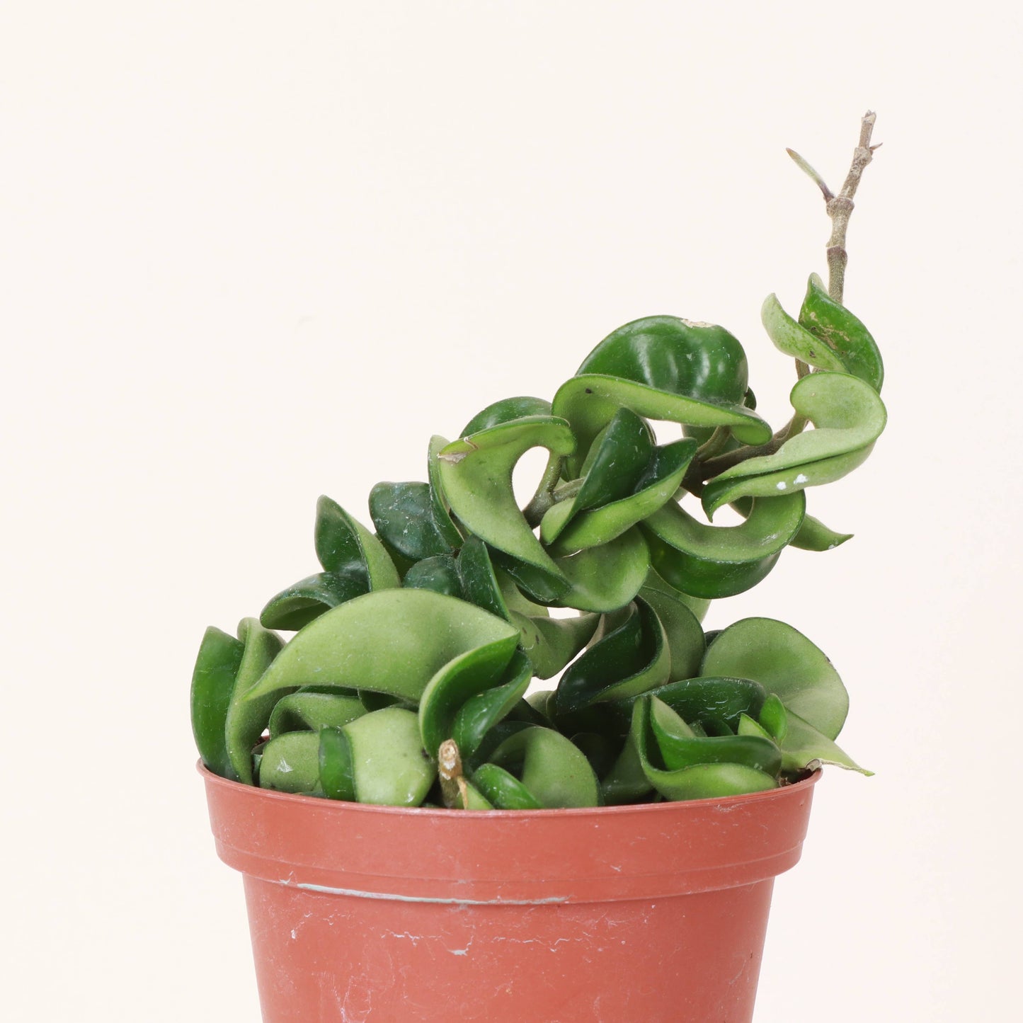 2" Hoya Compacta