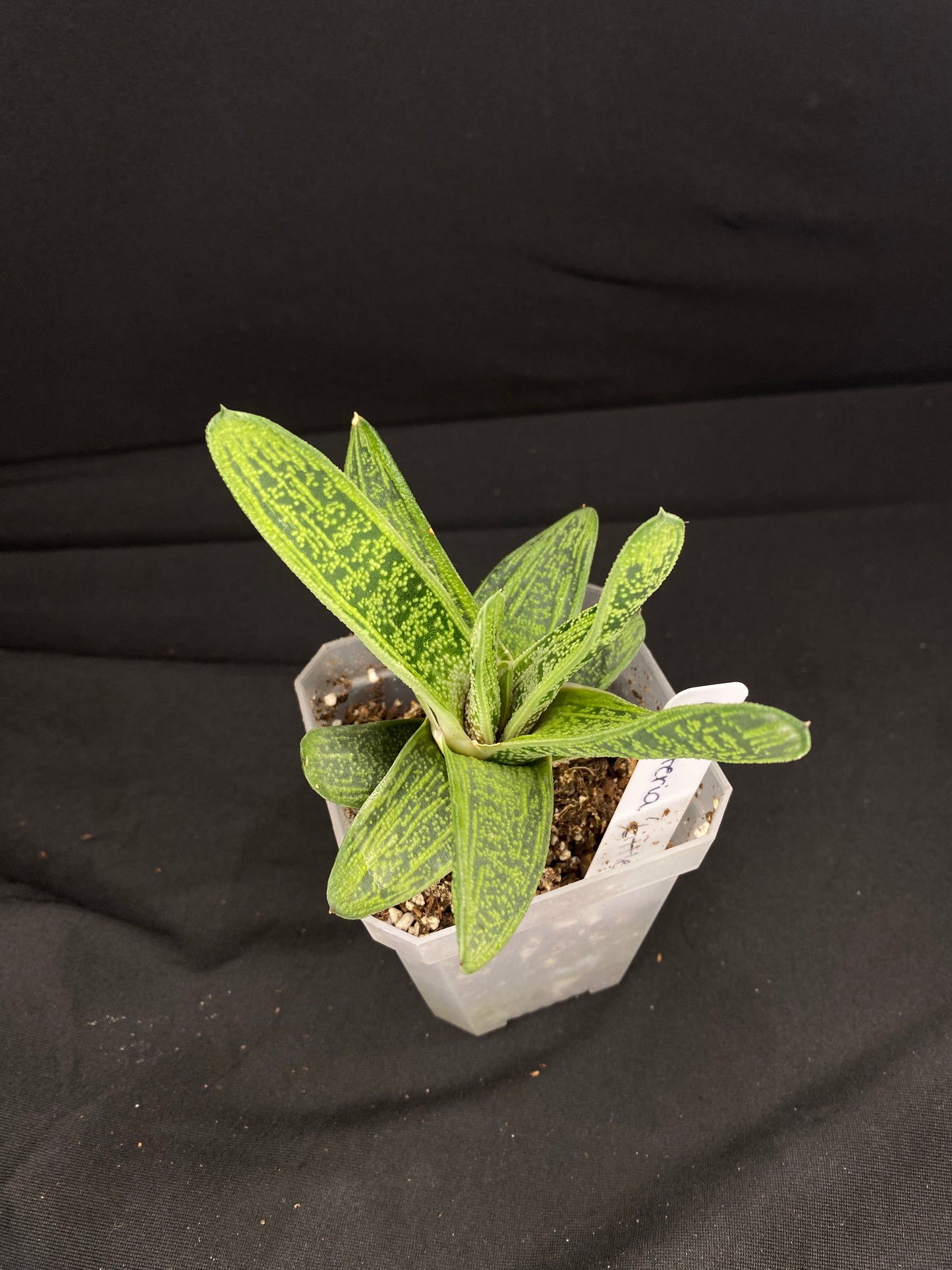 3” Gasteria ‘Little Warty’