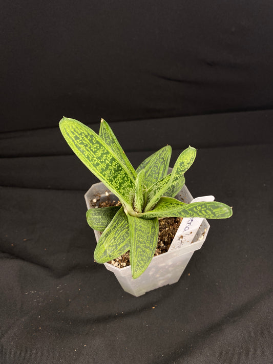 3” Gasteria ‘Little Warty’