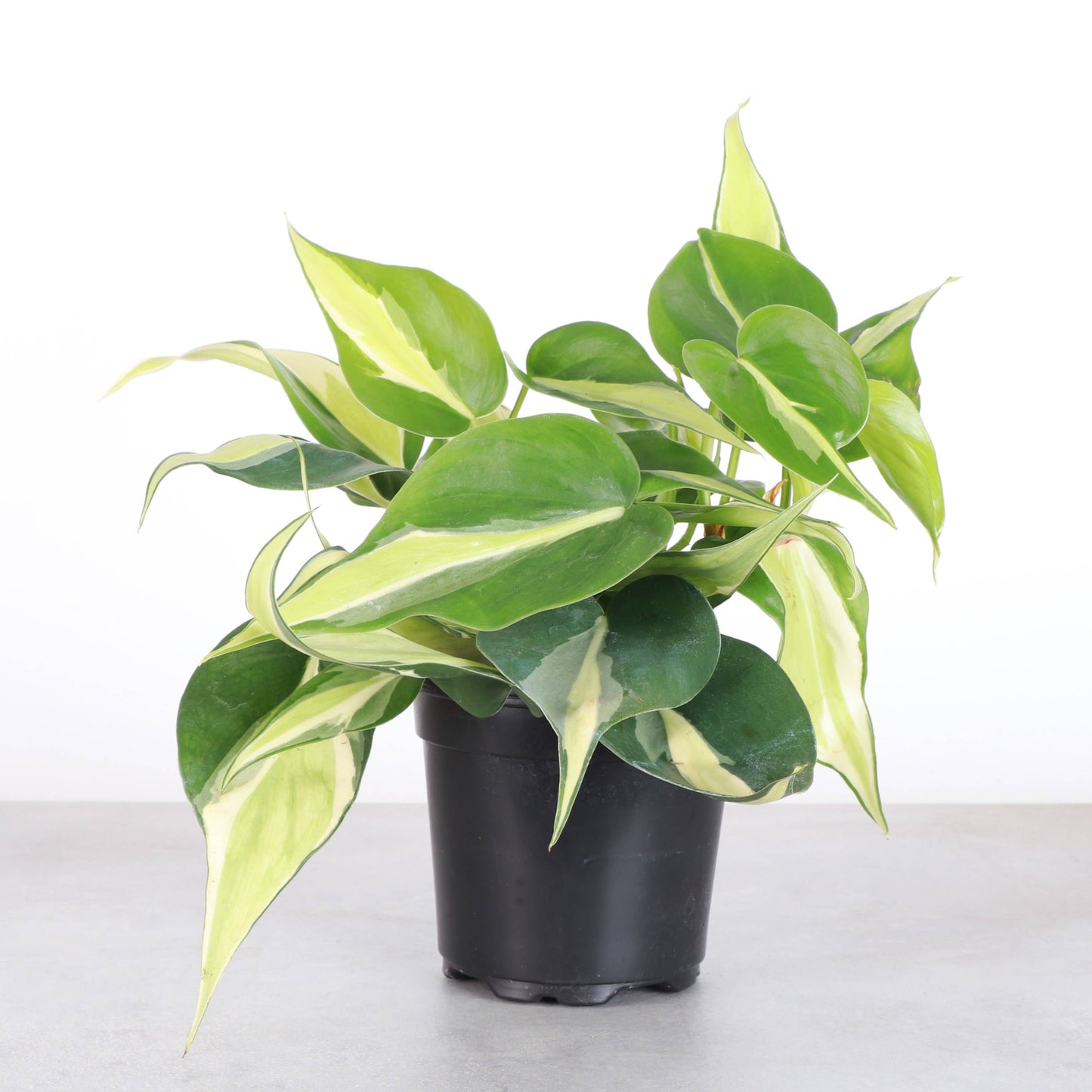 4” Silver Stripe Philodendron