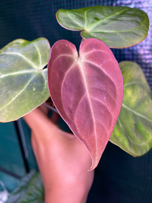 3” Anthurium Dorayaki x BVEP