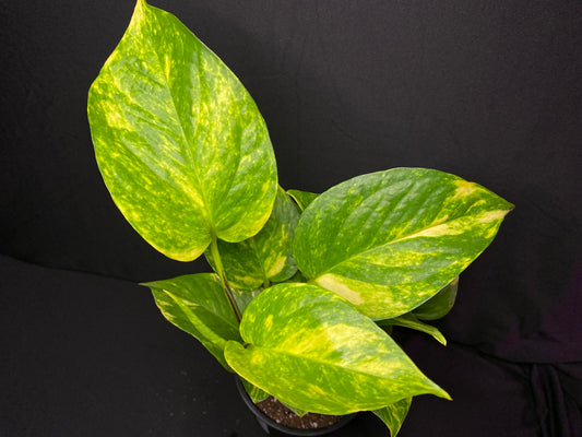 4” Golden Pothos