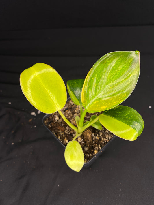 3” Philodendron Green Congo Nuclear