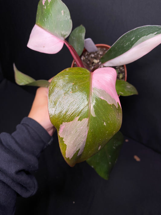4” Philodendron Pink Princess