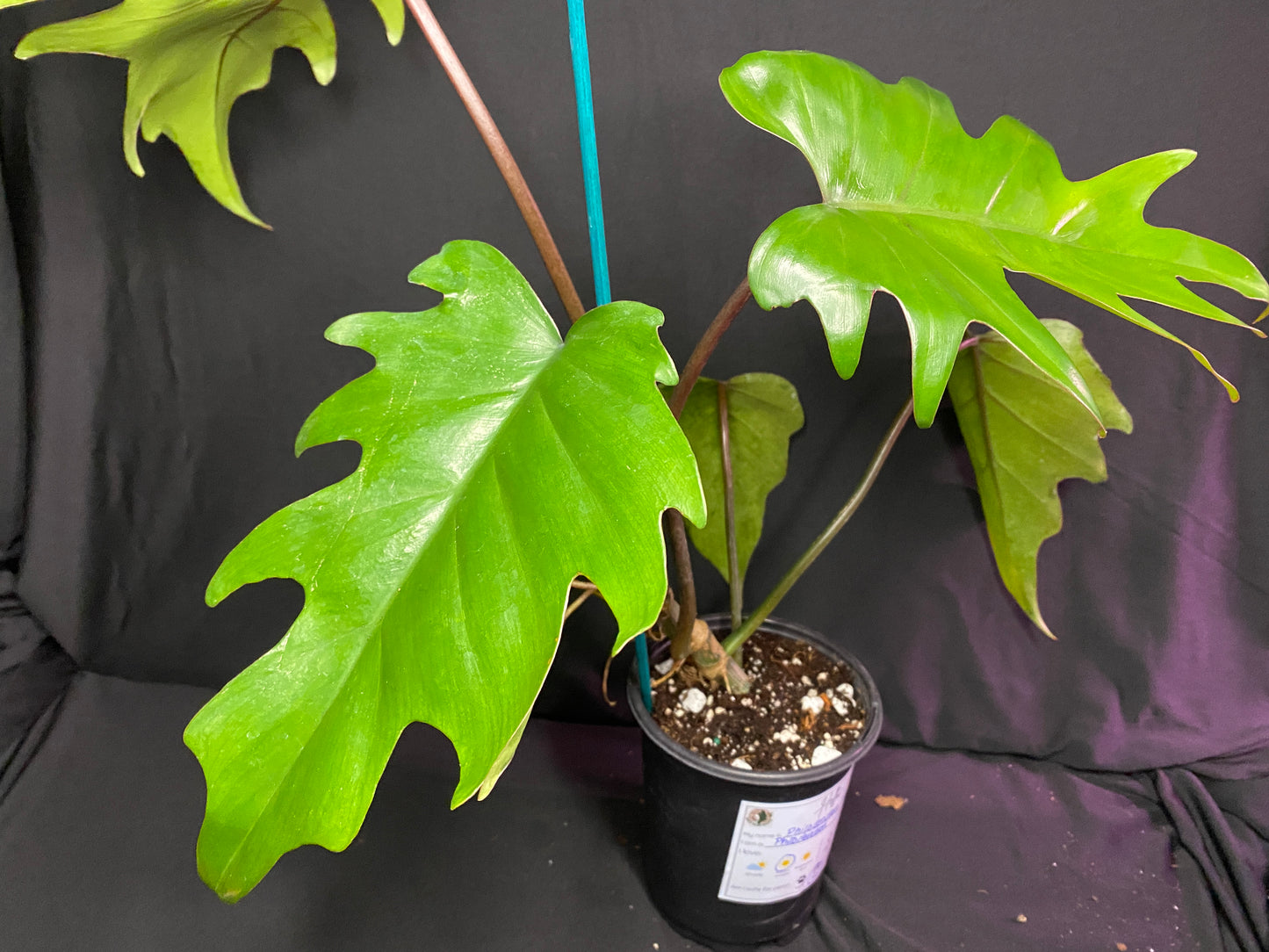 5” Philodendron ‘Mayoi’