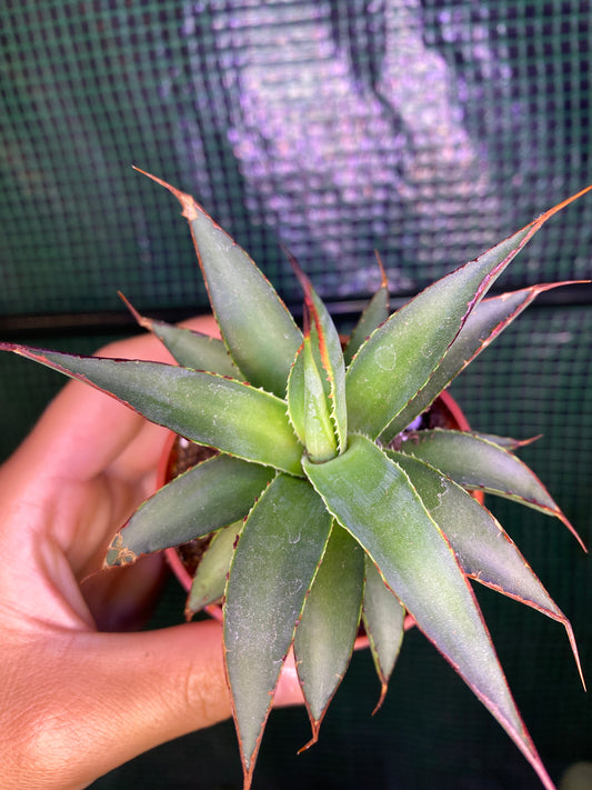 3” Agave ‘Blue Glow’