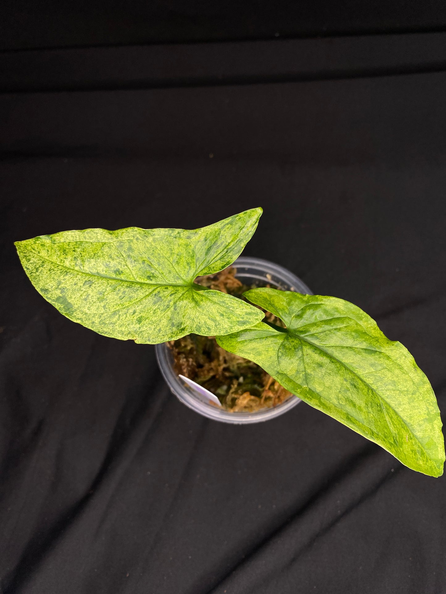 3” Syngonium ‘Mojito’