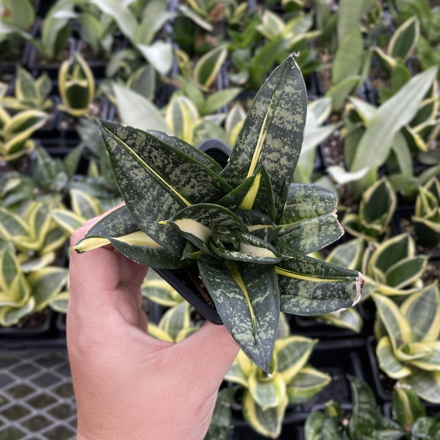 3” Bird's Nest Snake Plant