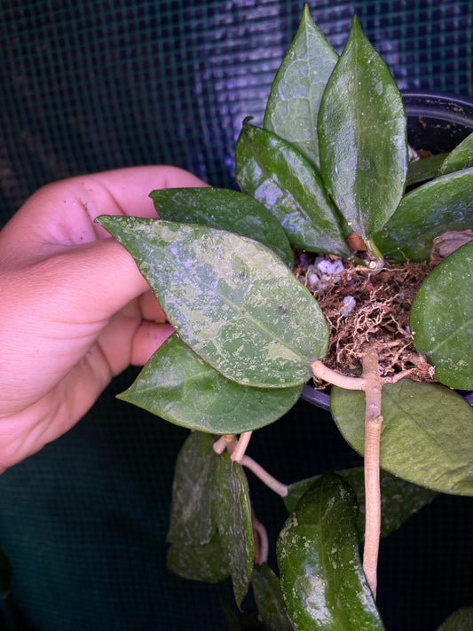 4” Hoya ‘Black Margin’