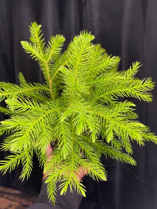 Norfolk Island Pine 4”