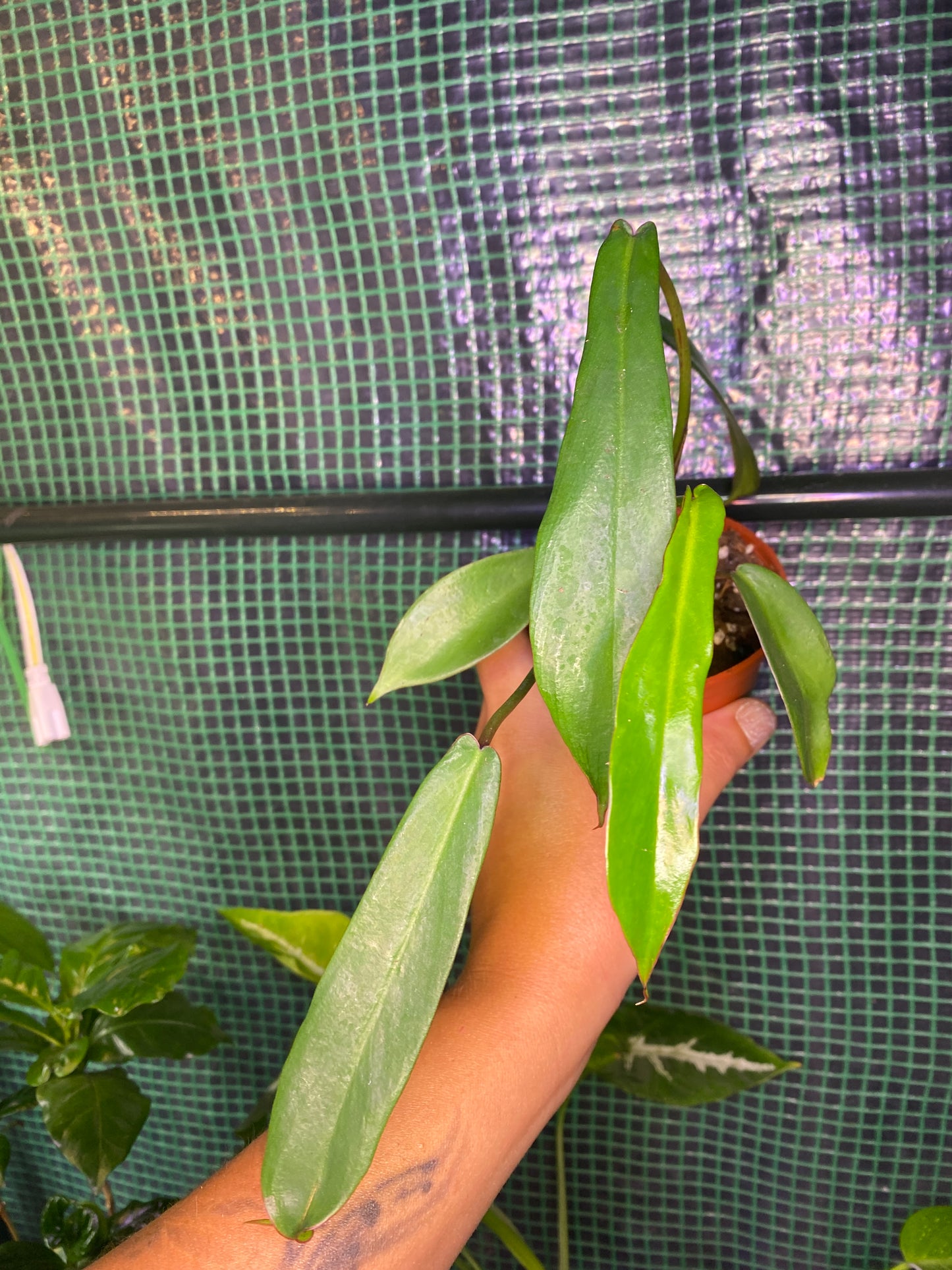 Philodendron Joepii