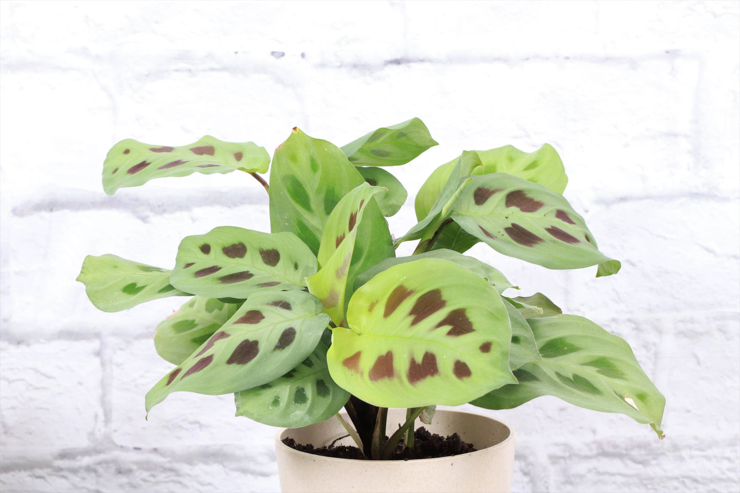 3-4” Green Prayer Plant